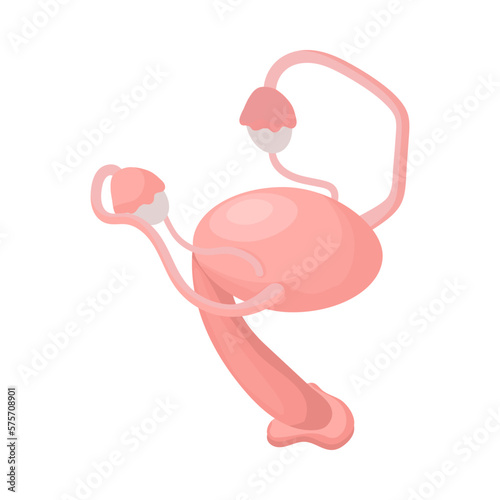 Female Genital System Composition
