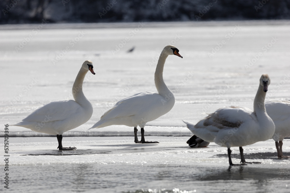Swans on frozen lake in Upstate New York Swans on frozen lake in Upstate New York