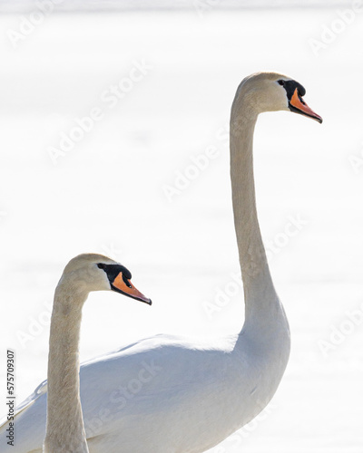 Swans on frozen lake in Upstate New York
