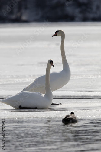 Swans on frozen lake in Upstate New York