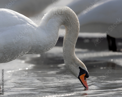 Swans on frozen lake in Upstate New York