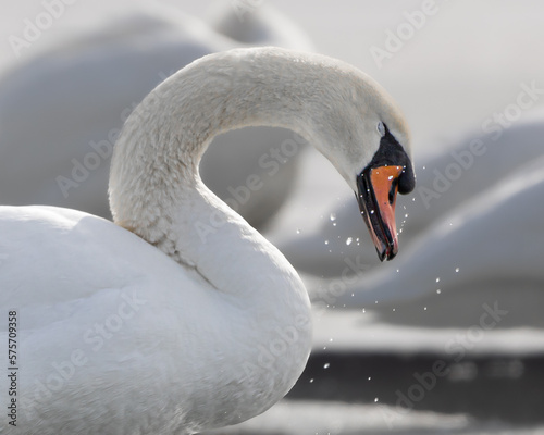 Swans on frozen lake in Upstate New York