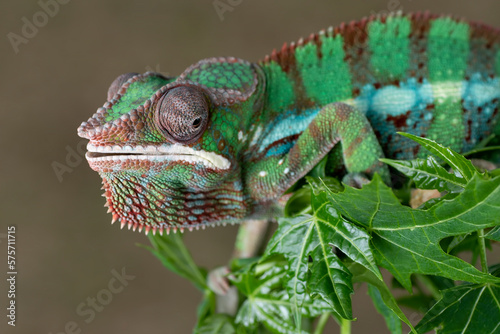 A Panther chameleon hanging on a tree trunk
