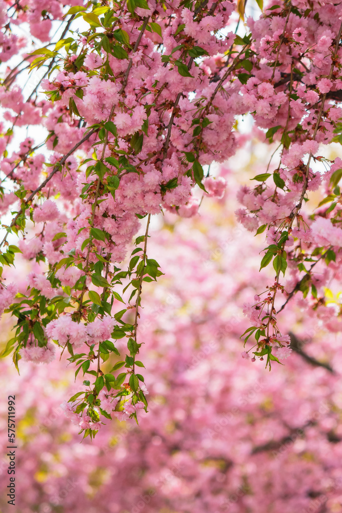 pink blossom of a sakura tree. spring holiday season pink blossom of a sakura tree. spring holiday season