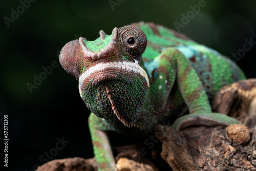 A Panther chameleon hanging on a tree trunk
