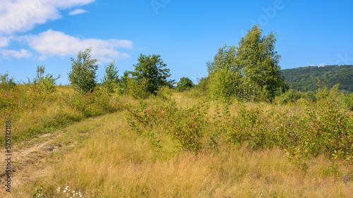 countryside scenery with forested mountains. trees on the grassy hill. simple composition in broad light at high noon