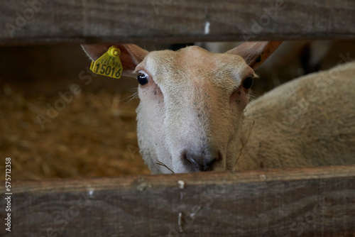 Sheep in stable. France.