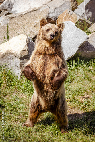 Brown Bear on Nature Zoo Park. Funny Standing Big Bear Grizzly Having fun in Natural Habitat