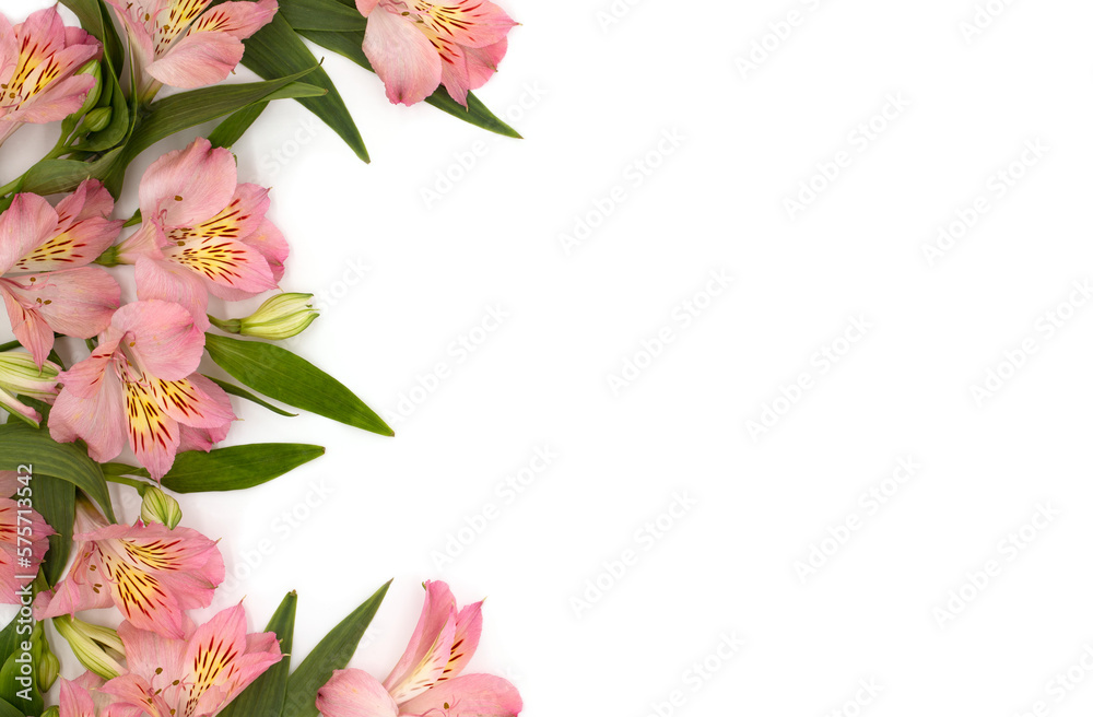 Top view, pink lily flowers and green leaves with buds on white background with copy space, flat lay, gentle composition for holiday decoration Top view, pink lily flowers and green leaves with buds on white background with copy space, flat lay, gentle composition for holiday decoration