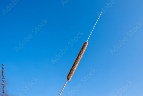 Reeds against the blue sky