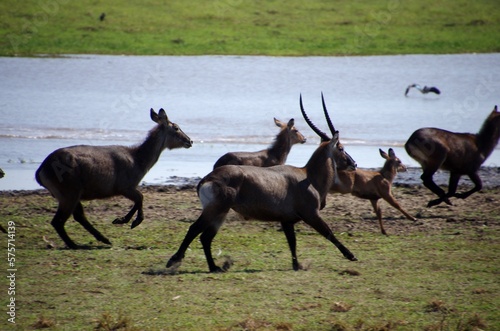 Running waterbucks in the Katavi park in Tanzania  East Africa