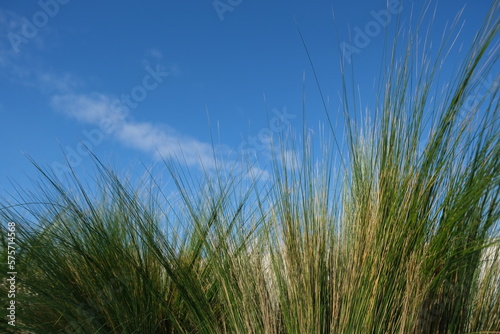 close up grass and blue sky