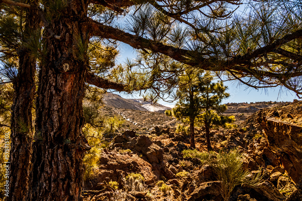 Fototapeta premium Paisaje en el Parque Nacional del Teide.