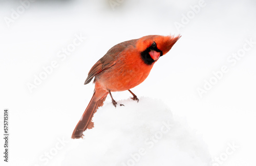 red cardinal in snow