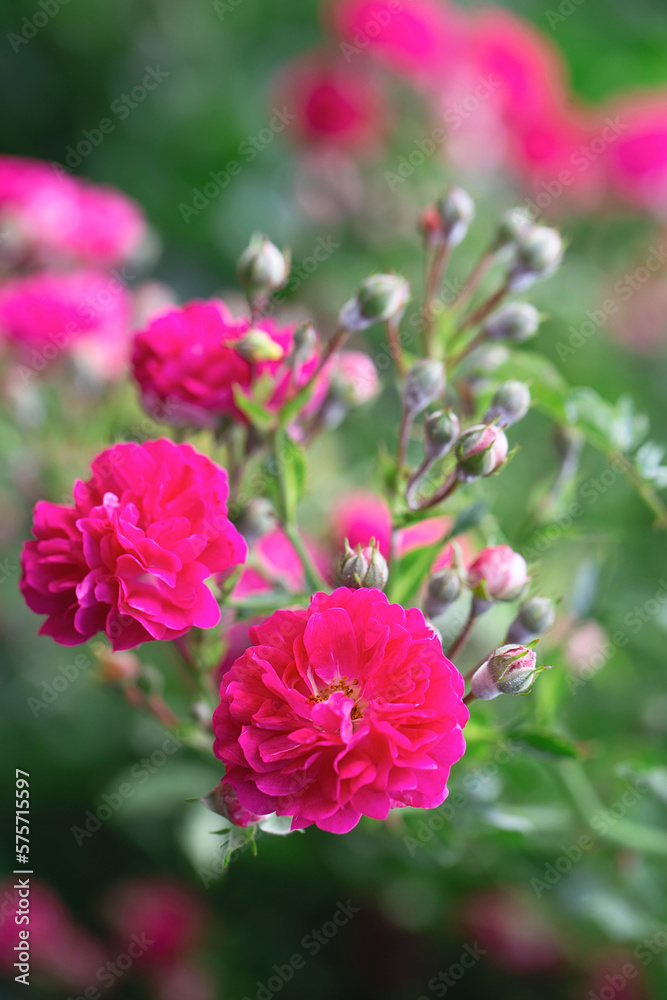Rose bush. Pink roses in the garden. Red rose bushes in the park. Delicate flowers. A hedge of rose bushes. floral background. Rose bush. Pink roses in the garden. Red rose bushes in the park. Delicate flowers. A hedge of rose bushes. floral background.