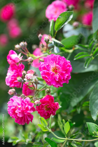 Rose bush. Pink roses in the garden. Red rose bushes in the park. Delicate flowers. A hedge of rose bushes. floral background.