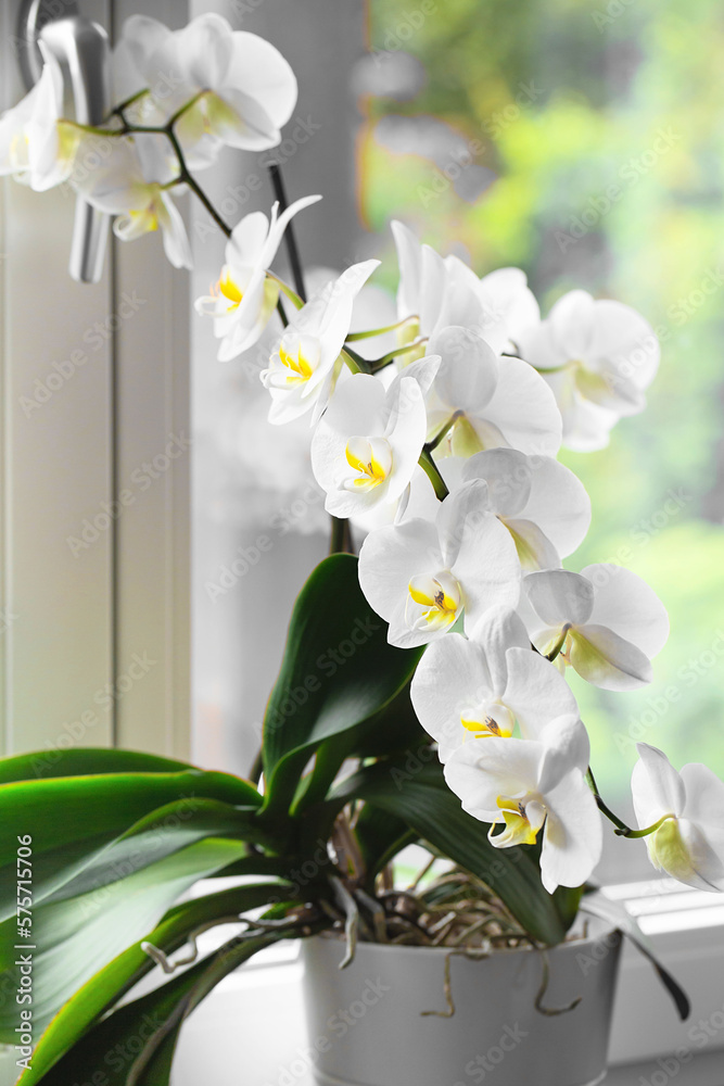 Obraz premium White orchid. Blooming white Phalaenopsis or moth orchid on the windowsill in the interior.