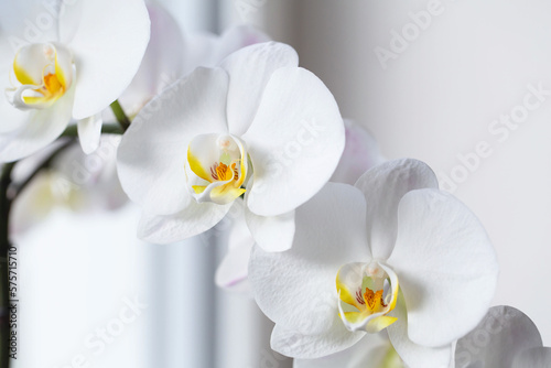 Fototapeta Naklejka Na Ścianę i Meble -  White orchid. Blooming white Phalaenopsis or moth orchid on the windowsill in the interior.