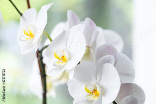 White orchid. Blooming white Phalaenopsis or moth orchid on the windowsill in the interior.