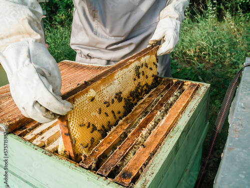 Beekeeper holds a honey cell with bees in his hands. Apiculture and apiary concept