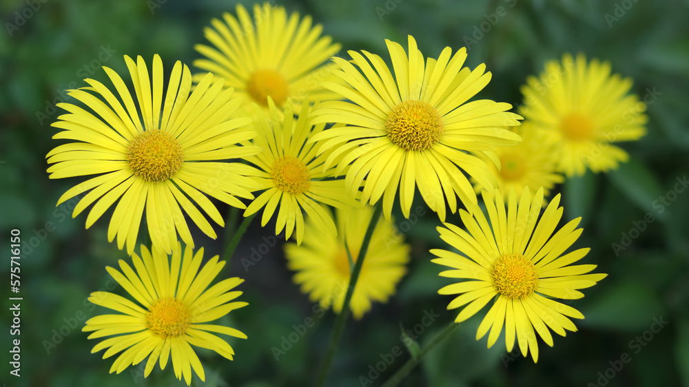 Doronicum Orientale. Leopard's bane. Yellow Daisy spring flower. Flowering Oriental leopard's bane Plants. Yellow Doronicum flowers on green background. Flowering Daisy in spring. Flower garden. Doronicum Orientale. Leopard's bane. Yellow Daisy spring flower. Flowering Oriental leopard's bane Plants. Yellow Doronicum flowers on green background. Flowering Daisy in spring. Flower garden.