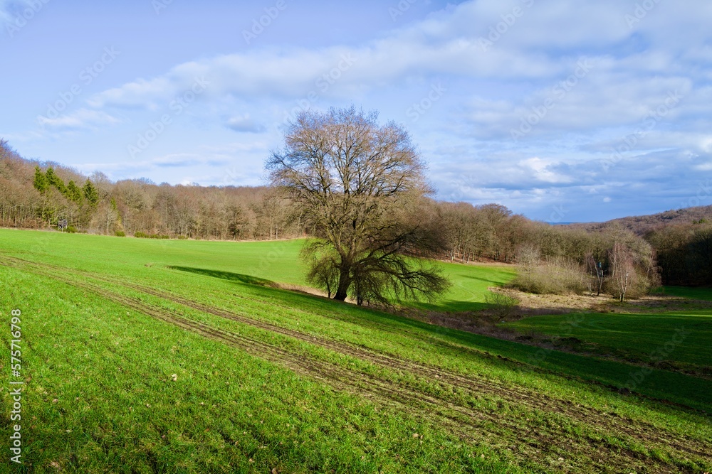 Obraz premium landscape with trees in the spring