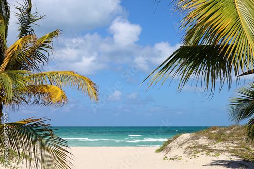 Fototapeta Naklejka Na Ścianę i Meble -  Picturesque view to tropical beach with white sand and coconut palm trees. Tourist resort on Caribbean island