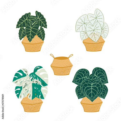 Set of indoor plants in wicker basket.