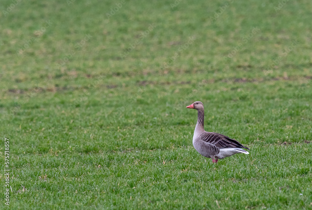 Greylag goose (anser anser) on the green grass Greylag goose (anser anser) on the green grass