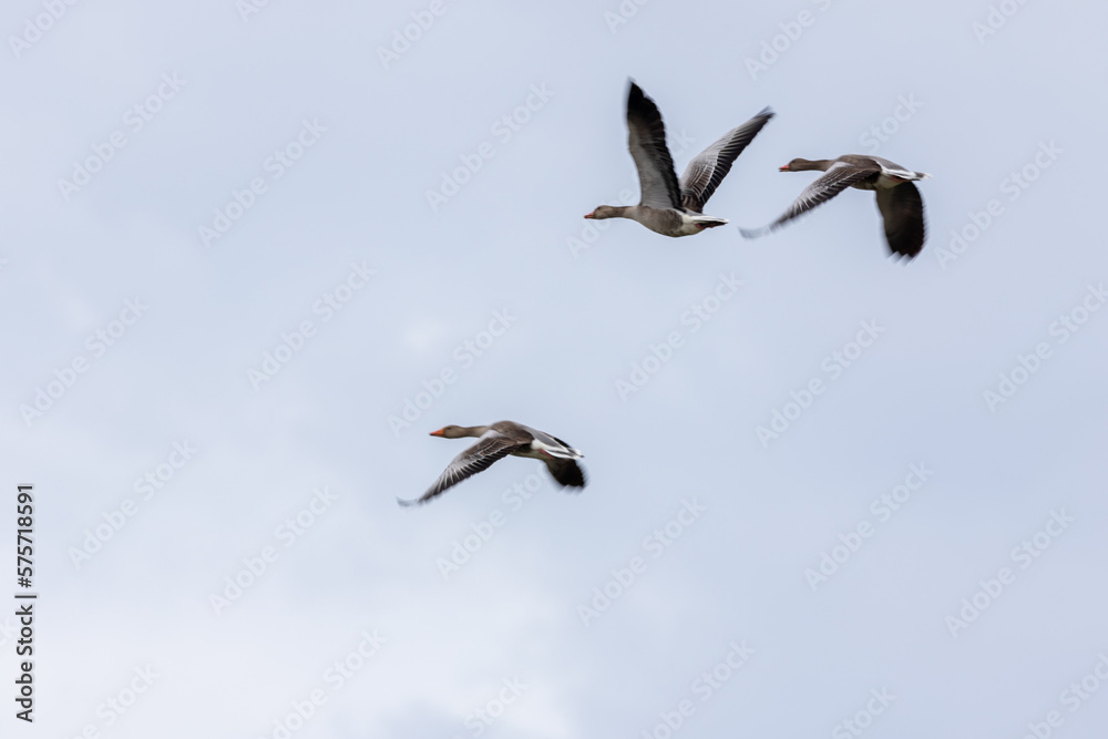 flying greylag goose (anser anser) 