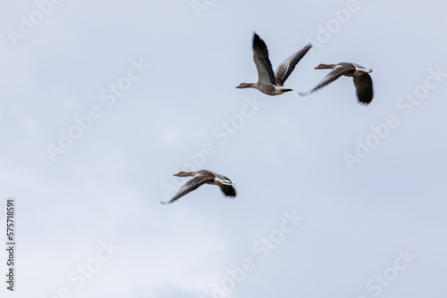 flying greylag goose  anser anser  