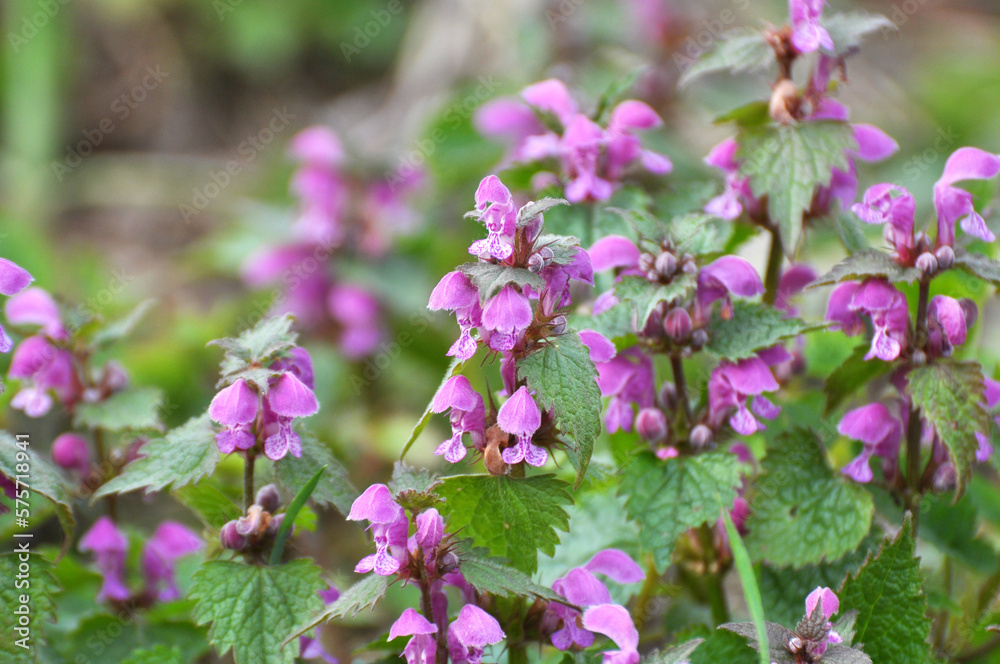It blooms in nature deaf nettle purple (Lamium purpureum) It blooms in nature deaf nettle purple (Lamium purpureum)