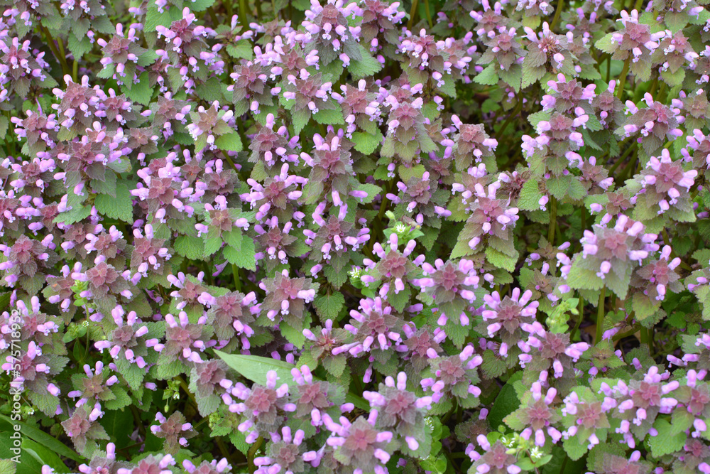 It blooms in nature deaf nettle purple (Lamium purpureum) It blooms in nature deaf nettle purple (Lamium purpureum)