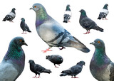 Grey set doves in different poses group curious urban pigeons