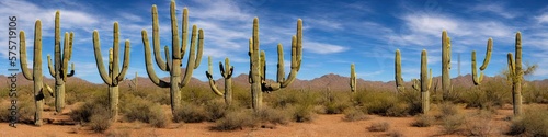 Saguaro desert landscape panoramic image during the daylight. no people--just untouched nature © Brian