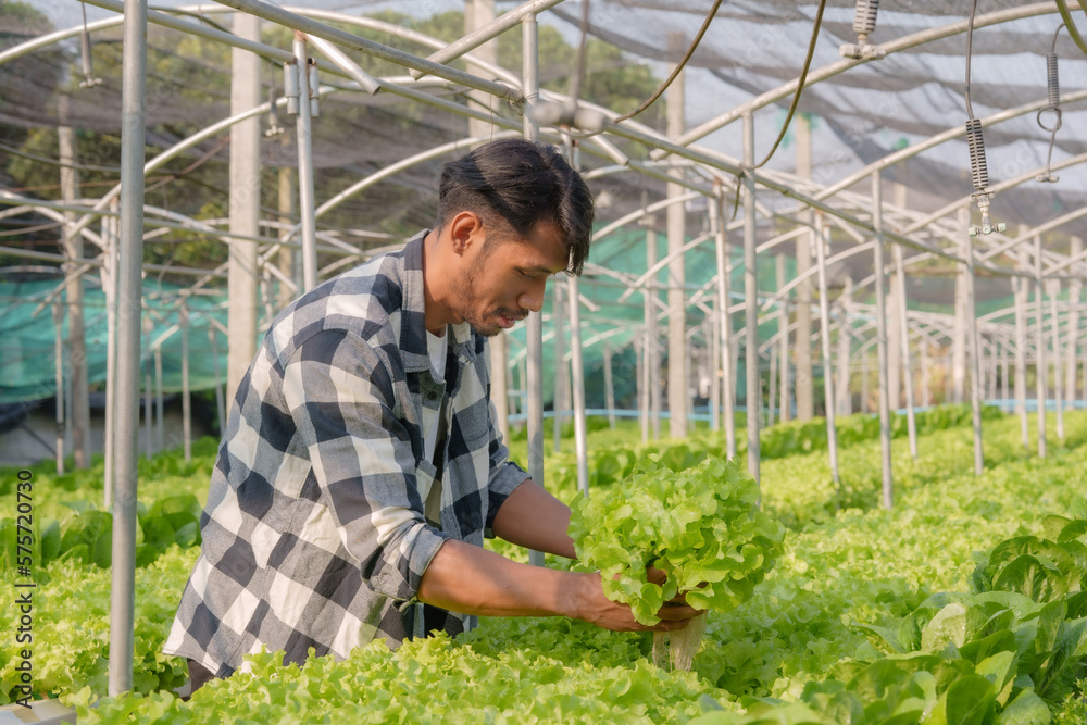 Obraz premium Hydroponics vegetable farm. Young Asian man farmer harvesting vegetables from his hydroponics farm, concept of growing organic vegetables and healthy food.