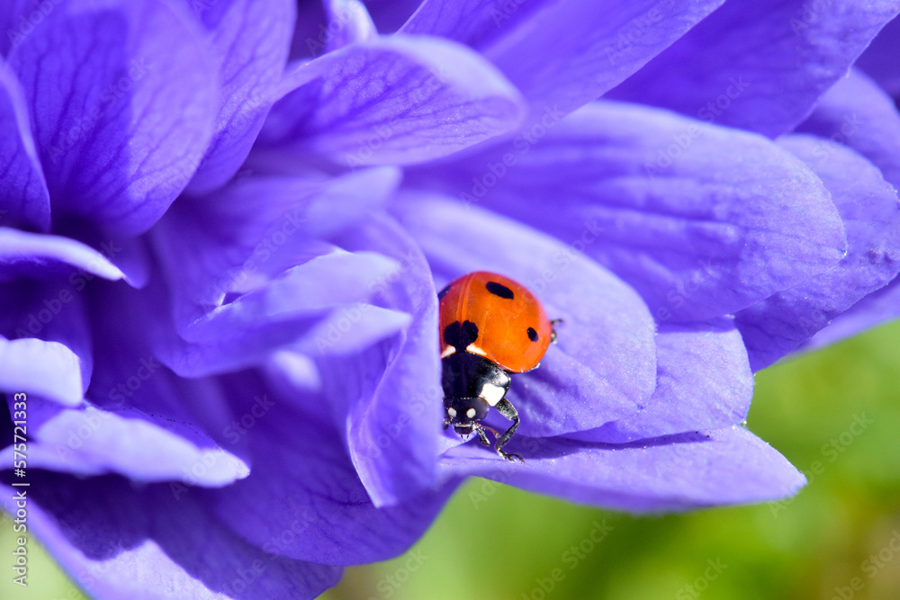 Fototapeta premium Ladybug in Purple Petal 04