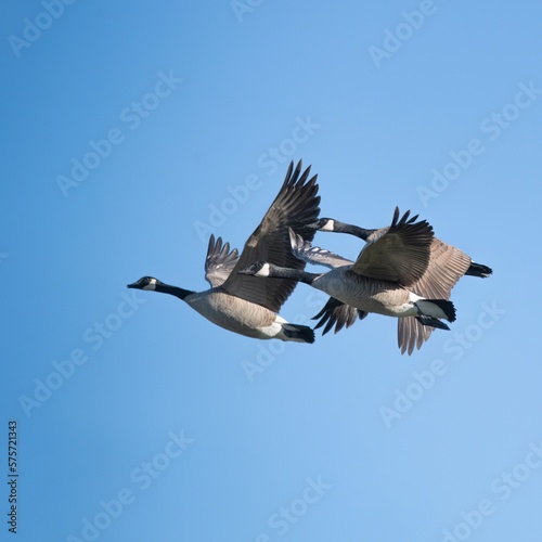 Canadian Geese in Flight © Michael