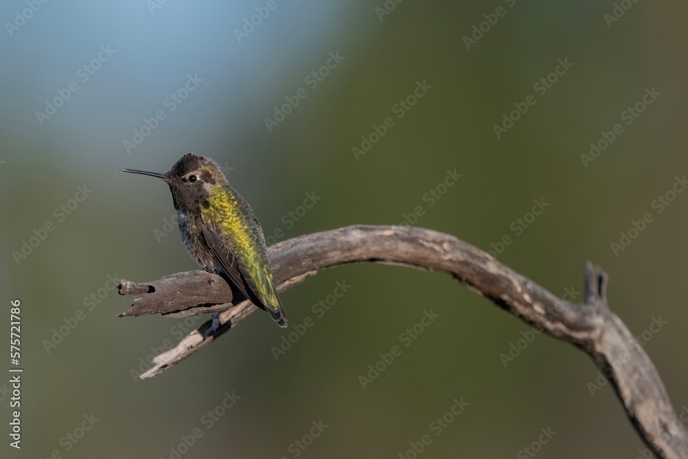 Fototapeta premium Anna's Hummingbird