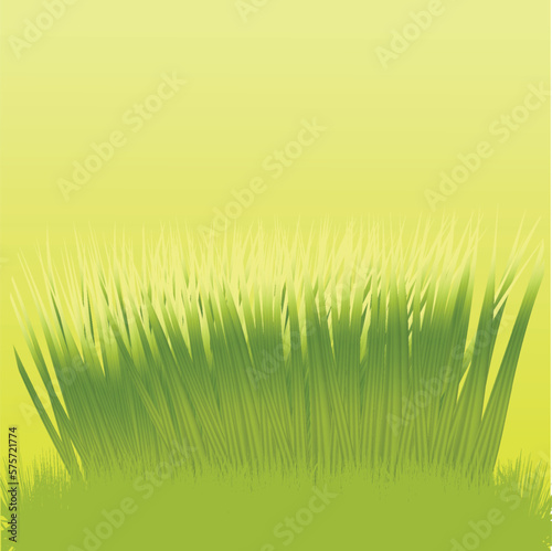 Green grass border realistic design