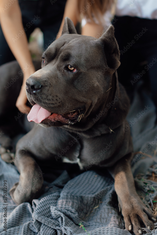 Portrait of a dog outdoors. Adult male Cane Corso