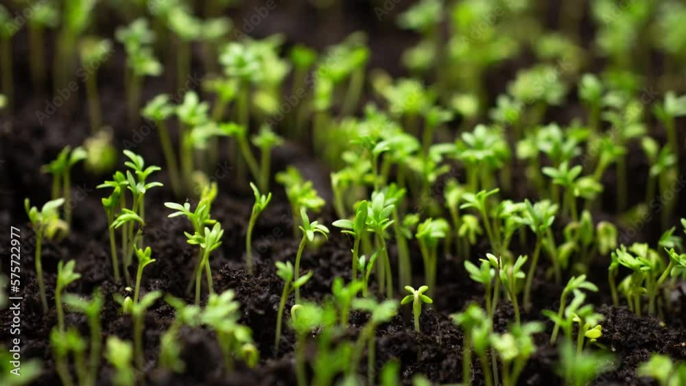 Agriculture Growing Plants Time Lapse Sprout Germination Seed Spring Green Seedling Soil Summer Life Concept Young Sprout Farm Cultivated Food Fresh Cress Salad Garden Nature Agriculture Growing Plants Time Lapse Sprout Germination Seed Spring Green Seedling Soil Summer Life Concept Young Sprout Farm Cultivated Food Fresh Cress Salad Garden Nature
