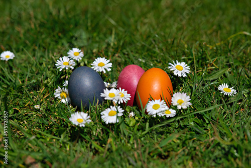 Ostereier Gruppe Gänseblümchen 05