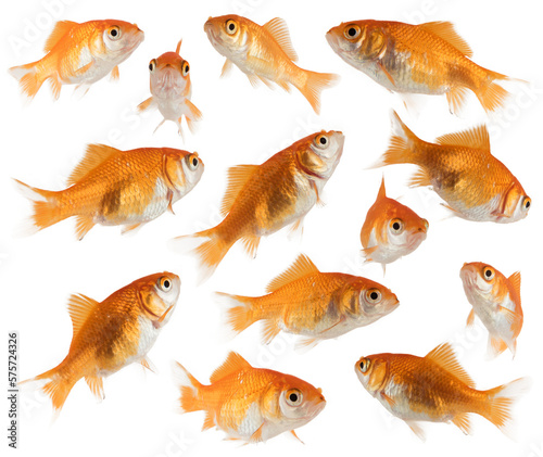 Konstfotografi Image of aquarium goldfish they swim together