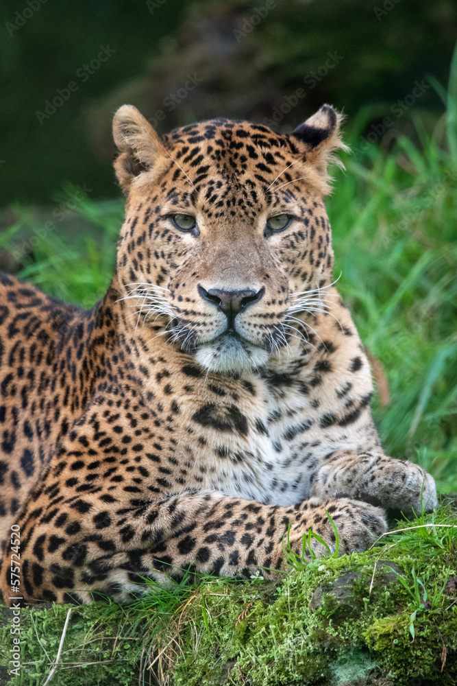 Portrait of male Sri Lankan leopard sitting in grass. In captivity at Banham Zoo in Norfolk, UK