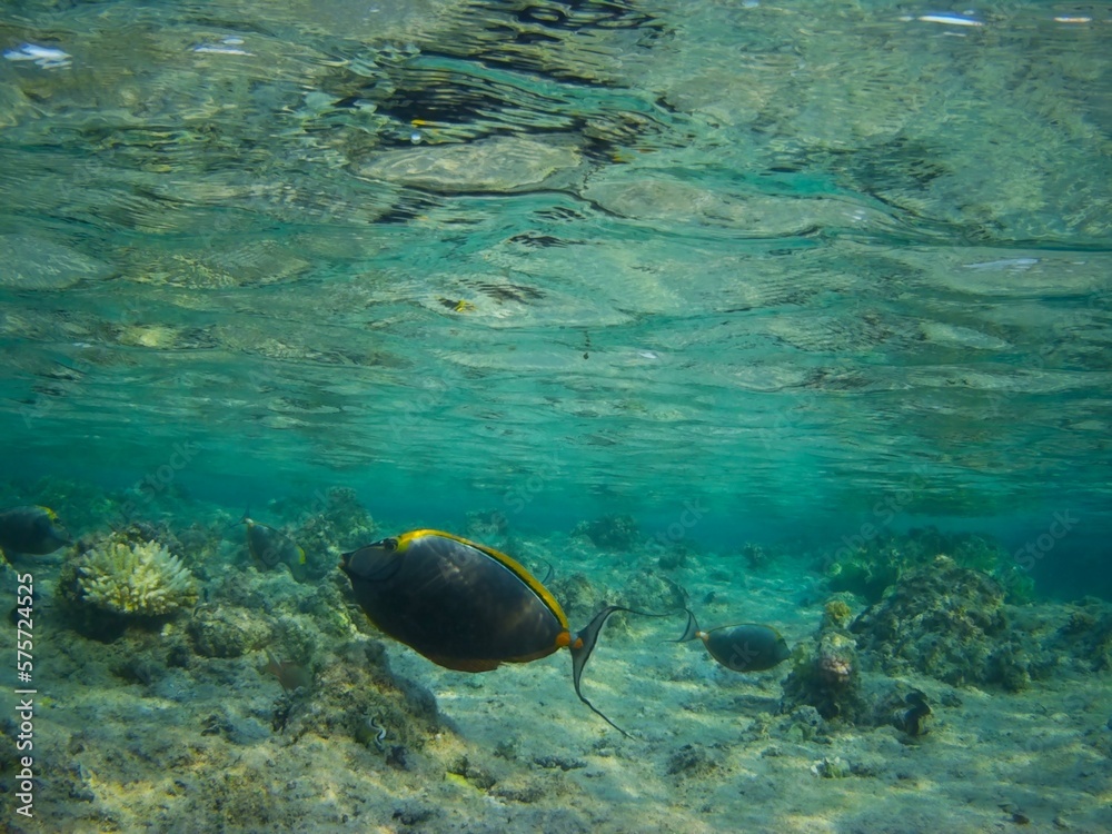 Coral fish and coral reef - Jaz Samaya, Coraya bay, Marsa Alam, Egypt Coral fish and coral reef - Jaz Samaya, Coraya bay, Marsa Alam, Egypt