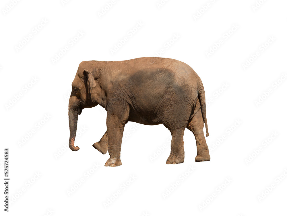 Fototapeta premium Image of an african elephant , huge pachyderm