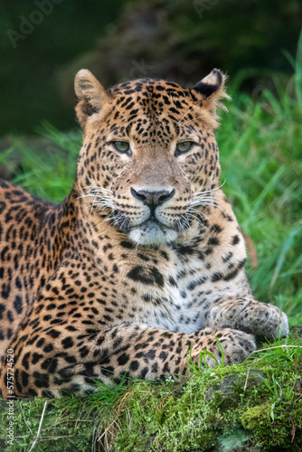 Portrait of male Sri Lankan leopard sitting in grass. In captivity at Banham Zoo in Norfolk  UK