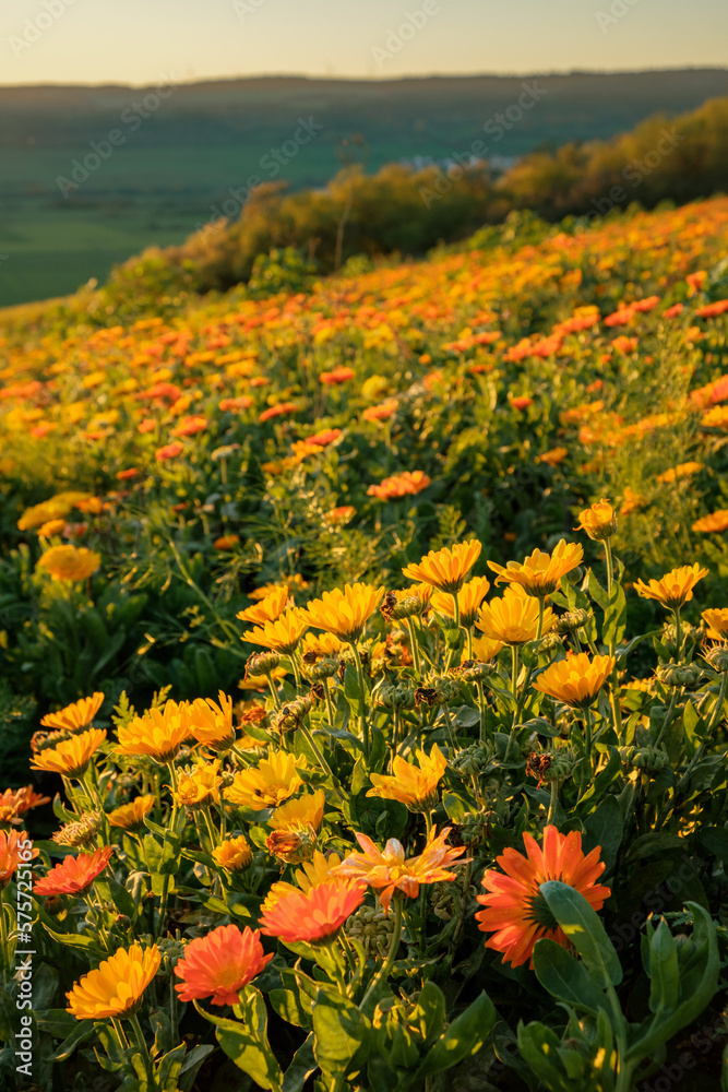 View over a wildflower field with orange flowers near the village Hochhausen in Germany.