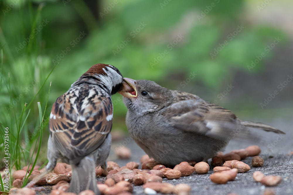 Sparrows Sparrows
